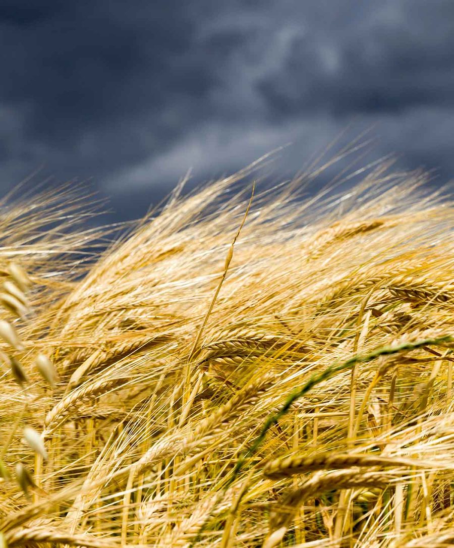 Barley field