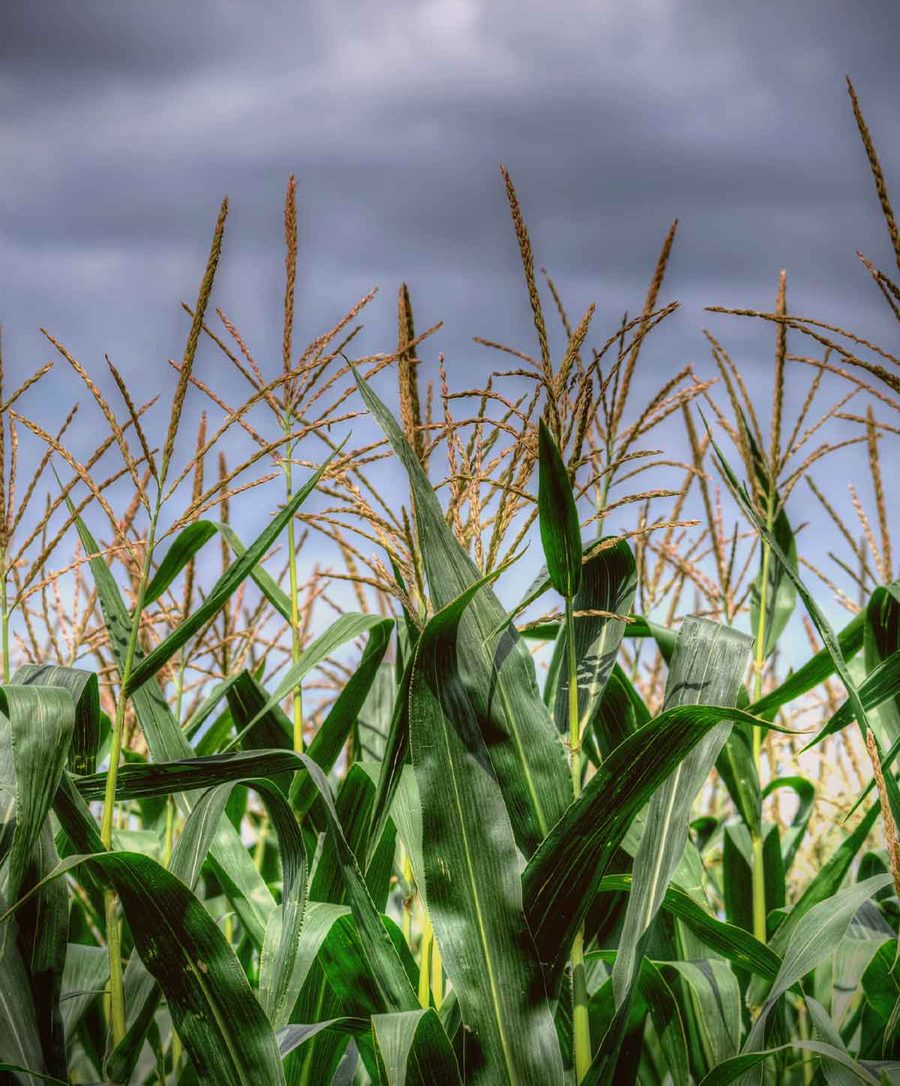 Corn field