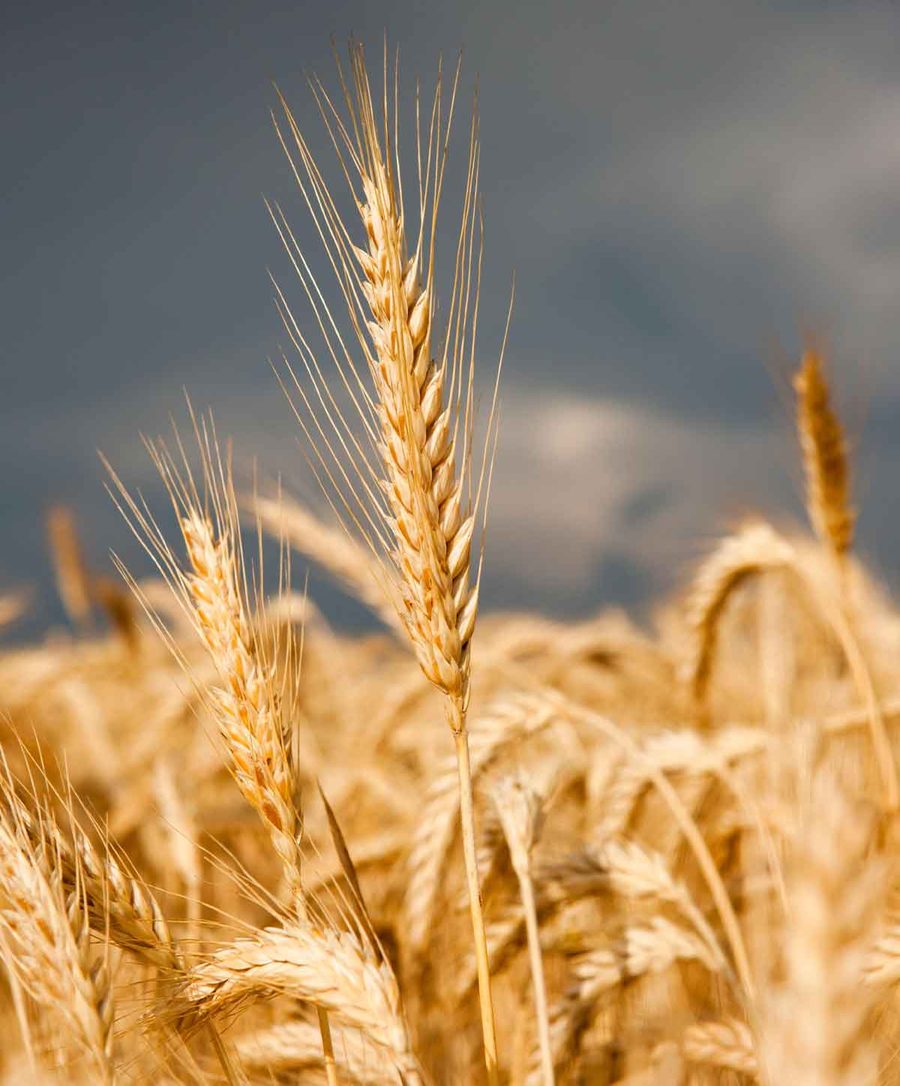 Rye field